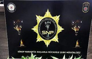 Sinop’ta 35 kök Hint keneviri ele geçirildi