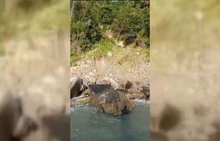 Sinop’ta amatör balıkçılar deniz karındaki...