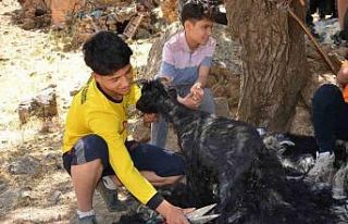 Şırnak’ta sıcak havalardan etkilenen oğlaklar...