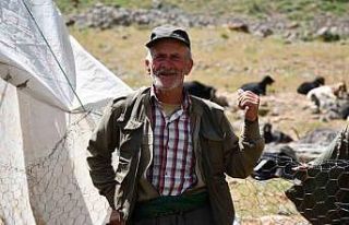 Şırnak’ta vatandaşlar kuzu kırpmaya başladı