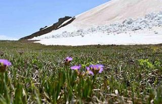 Şırnak’ta yılın son kardelenleri çiçek açtı