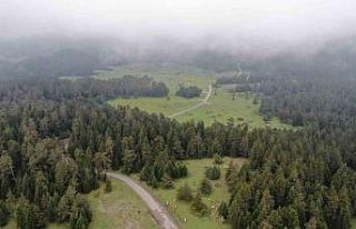 Sis ve yeşilin buluştuğu Kastamonu yaylalarında...