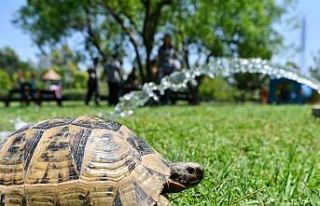 Site bahçesine giren kaplumbağa ekipleri alarma...