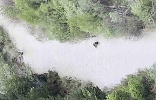 Sivas’ta ayının yavrusunu ağzına alıp nehirden...