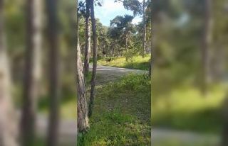 Soğuksu Milli Parkı’nda piknikçilere ayı şoku