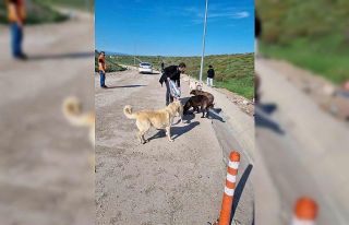Sokak hayvanları için sosyal sorumluluk projesi