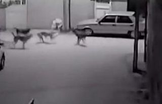 Sokak köpeklerinin kediyi parçalama anı saniye...