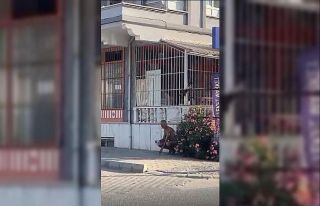 Sokakta çıplak koşan şahsı polis gözaltına...