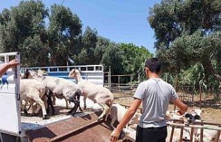 Söke Hayvan Pazarı’nda satıcılar müşterilerini...