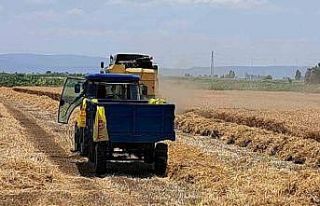 Söke Ovası’nda Buğday hasadı gecikmeli de olsa...