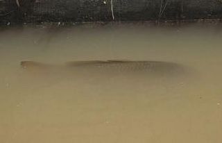 Su kanalındaki 4 kiloluk balıklar görenleri şaşırttı