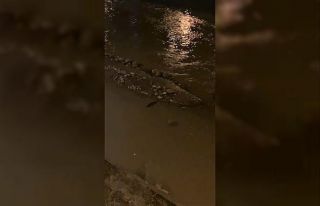 Su samuru balık avlarken görüntülendi