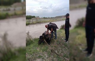 Sulama barajına düşen at kurtarıldı