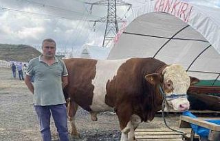 Sultangazi kurban pazarının en büyüğü “Ilgaz”...