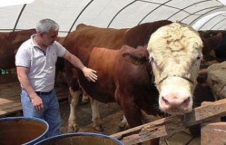 Sultangazi’de bin 540 kilo ağırlığındaki TOGG...