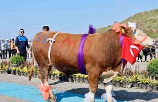 Sultangazi’de "En Güzel Kurban Yarışması"...