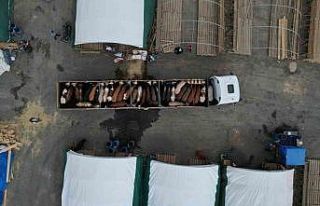 Sultangazi’de kurbanlıklar pazara gelmeye başlandı