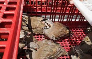 Süneyle mücadele için doğaya 2 bin keklik salındı