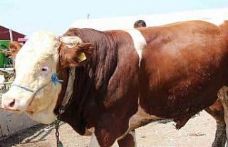 Sungurlu’da 1.2 tonluk yiğit, 135 bin liraya satıldı