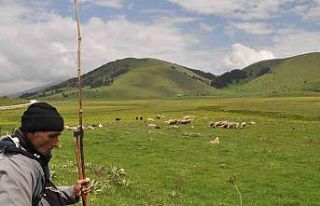 Sürünün peşinde 40 yıl geçirdi: Her gün kilometrelerce...