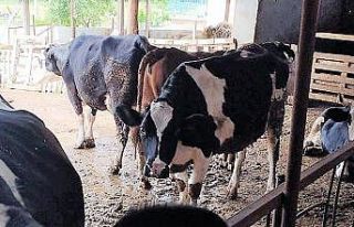 Süt üreticileri artan maliyetler karşısında yem...