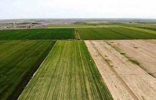 Tahıl ambarı Konya Ovası’nda kademeli havuç...