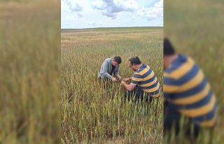 Tarım alanlarında hasar tespit çalışmaları devam...