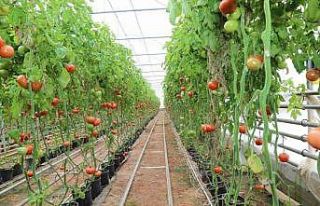 Tarımda “jeotermal" devri