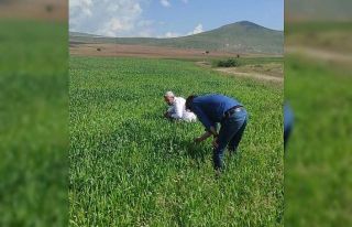 Tatvan’daki tahıl üretim alanlarında hastalık...