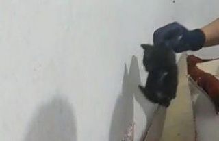 Tavşanlı’da iki duvar arasında sıkışan yavru...