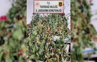 Tekirdağ’da 384 kök haşhaş bitkisi ele geçirildi