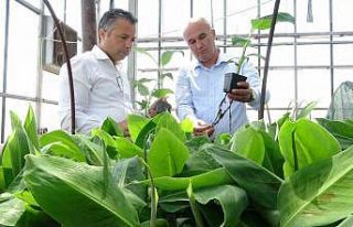 Tescilli Erdemli muzunun doku kültürüyle fidesi...