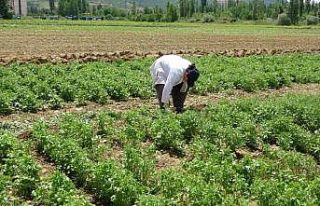 Tokat’ta anason üretimi için araştırma yapılıyor