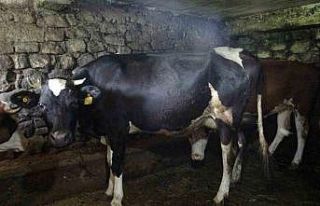 Trabzon’un 85 mahallesine şap hastalığı nedeniyle...