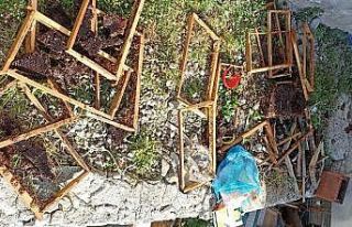 Trabzon’un o ilçesinde ayı kabusu sürüyor