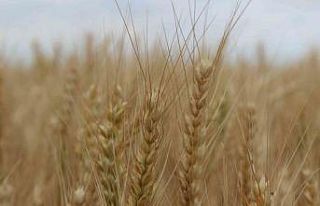 Trakya’da ekili alanlarda rekoltenin geçen seneye...