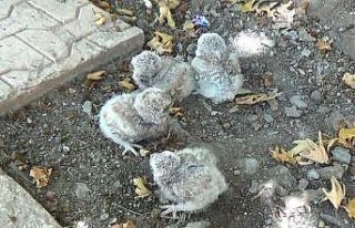 Tunceli’de annelerinin terk ettiği yavru baykuşlar...