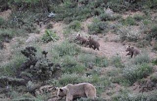 Tunceli’de bozayı yavruları fotoğraflandı