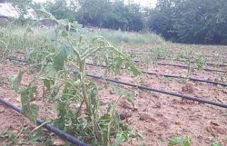 Tunceli’de dolu ekili alanlarda hasara yol açtı