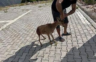 Tunceli’de yaralı bulunan dağ keçisi koruma altına...