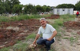 Turgutlu’da çam ağaçlarının kesilmesine tepki