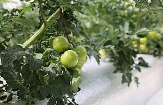 Türkiye’de ilk olan sistemin mahsulleri büyüdü,...