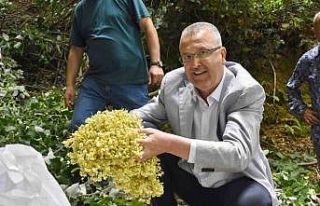 Türkiye’nin en büyük ıhlamur ormanlarında hasat...