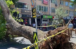 Üsküdar’da asırlık çınar ağacının caddeye...