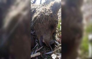 Uyuyor sandığı ayının ölü olduğunu anladı,...