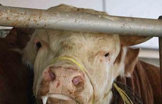 Uzmanından uyarı! Şap ve Tüberküloz’a dikkat