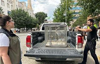Valilik bahçesine düşen gri balıkçıl tedavi...