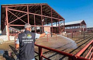 Van Büyükşehir Belediyesi canlı hayvan pazarını...