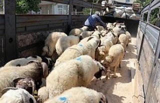 Van’da 58 bin kurbanlık hayvan sevk edilmeye hazır