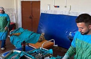 Van’da aracın çarptığı ayı tedaviye alındı